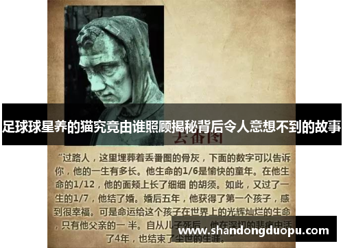 足球球星养的猫究竟由谁照顾揭秘背后令人意想不到的故事